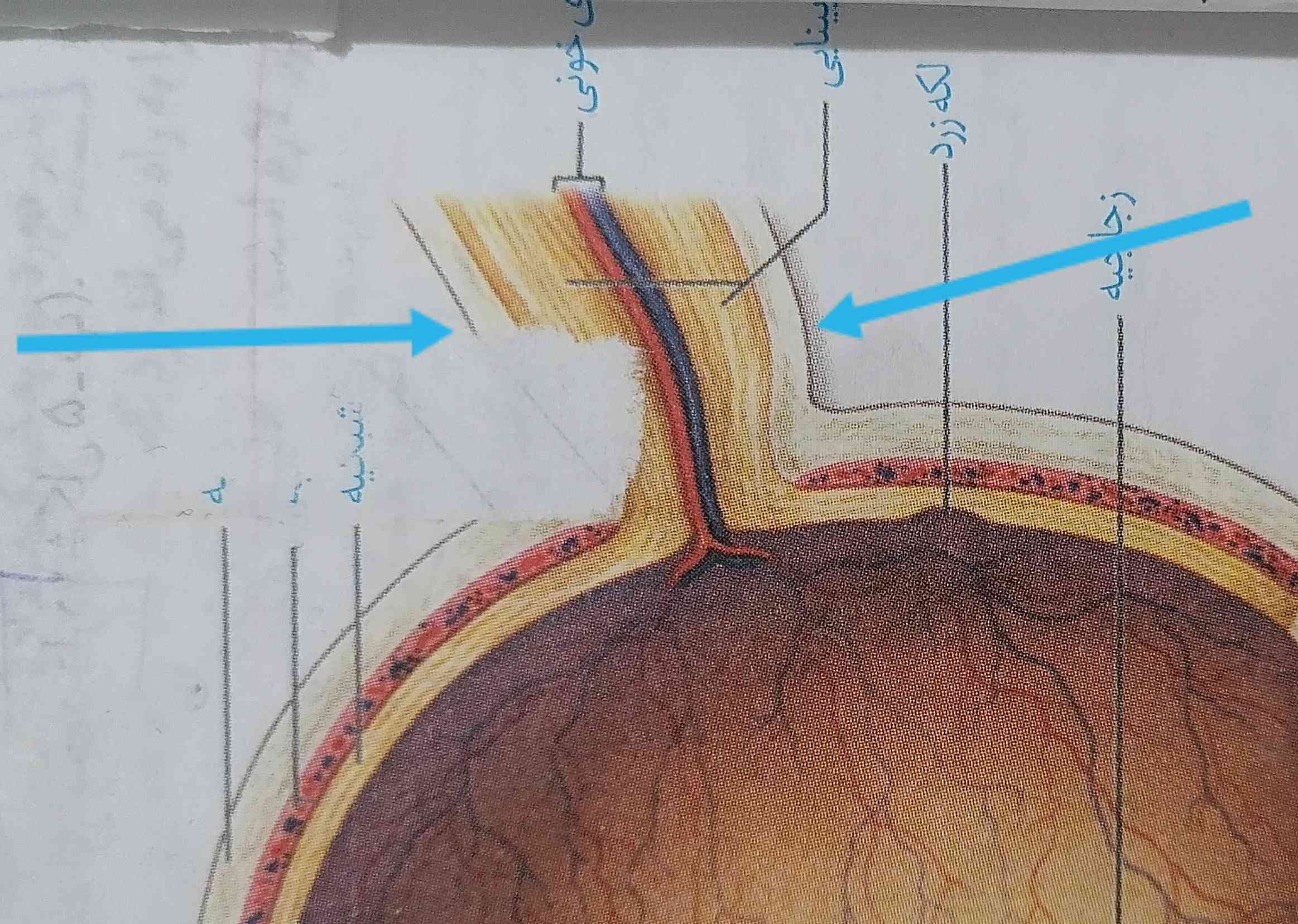با توجه به شکل کتاب صلبیه دور عصب بینایی رو احاطه کرده
پس میتونیم بگیم ک صلبیه هم بخش پشتی چشم و هم دور عصب بینایی رو احاطه میکنه؟ 