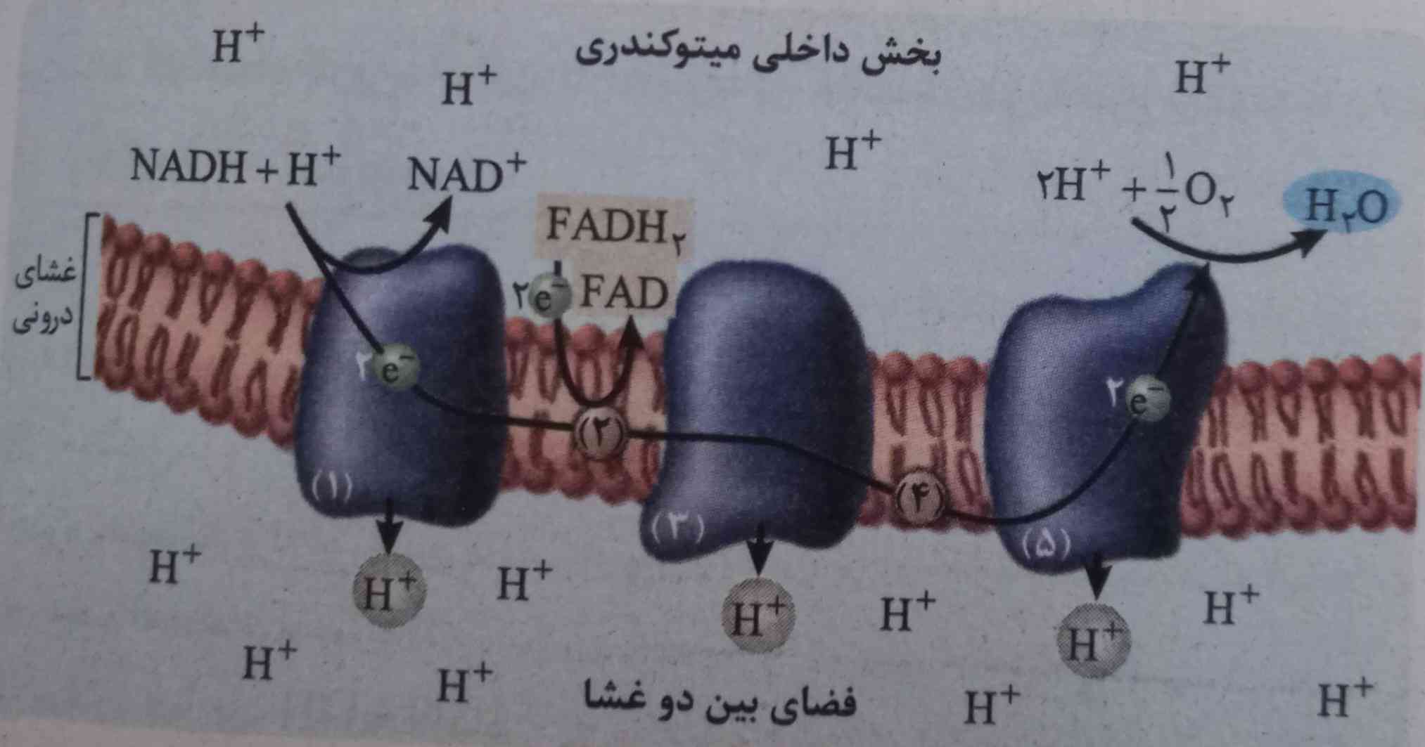 چجوری با وجود اینکه ۲ الکترون هم از FADH2 دریافت می‌کنه پمپ آخری ۲ الکترون داره؟ آخه پمپ اول قبل از دریافت دو الکترون از FADH2 هم دو الکترون داشت؟