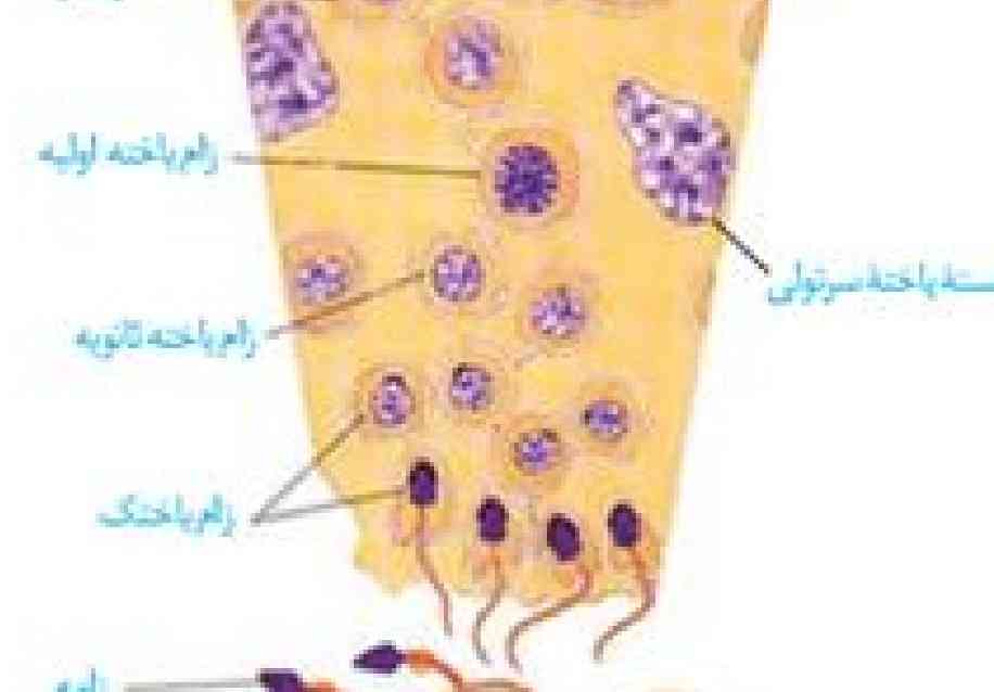 در کتاب بخش بنفشه را گفته هسته یاخته سرتولی ،پس خود یاخته سرتولی کدام بخشه ؟