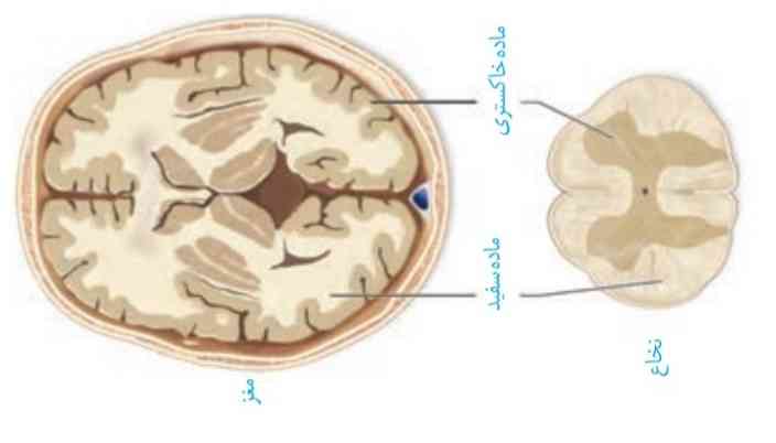 بچه ها، ماده ی خاکستری مغز در سطح و ماده ی سفید مغز در عمق است و در نخاع هم برعکسه، ۱_میشه توضیح بدین منظورش چیه؟ ۲_اگه بخش خاکستری مغز در سطح باشه پس در زیرش چی قرار داره؟؟ 