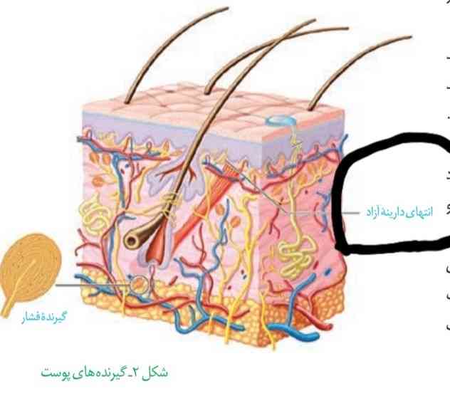 بچه ها این کدوم گیرنده میشه؟؟ 