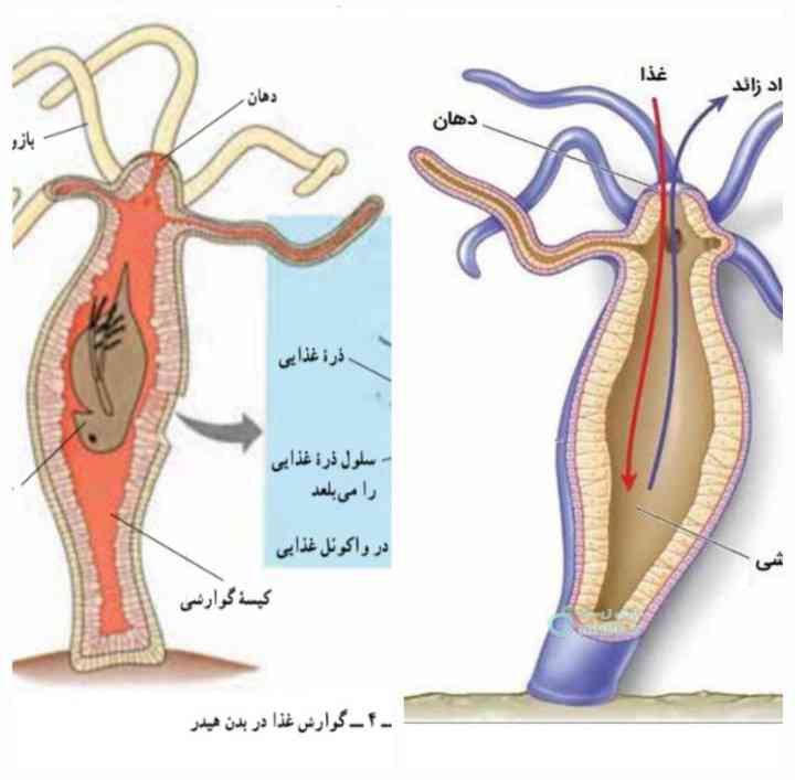 سلام دوستان 
یه سوال ذهنمو درگیر کرده
حفره گوارشی تا درون بازوها امتداد یافته؟
معرکه میدم