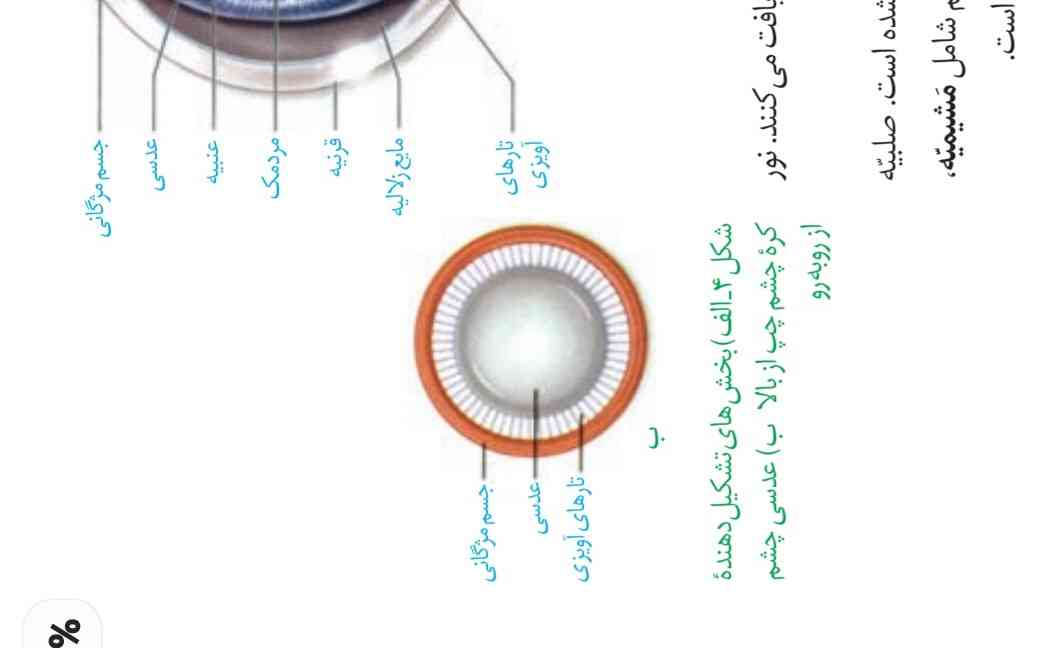 بچه ها، با توجه به شکل (ب) اش انگار تار های اویزی دور تا دور چشم هست اما در شکل الف اش اینجور نشون نمیده! کدوم درسته؟؟ 