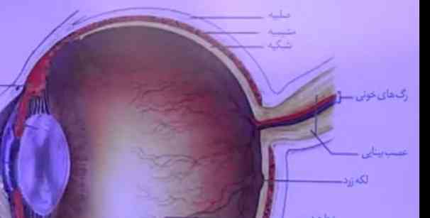 چرا شبکیه و عصب بینایی رو یکی کشیده؟! اخه عصب پس کجاشه دقیقا؟! 