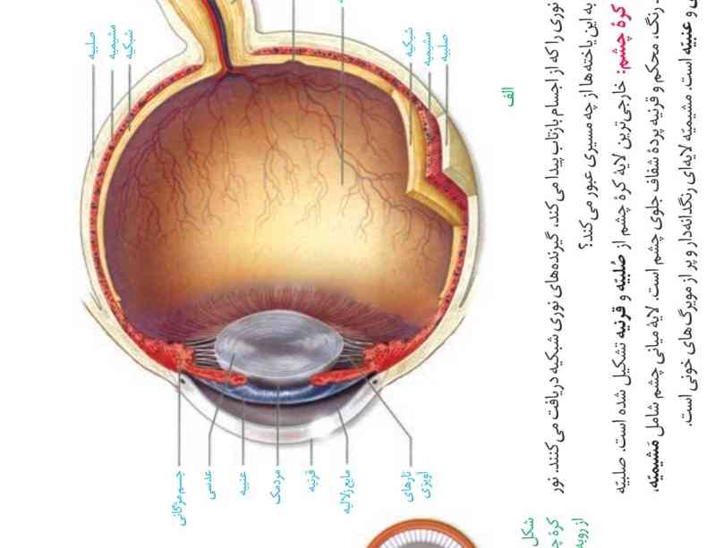 بچه ها، مگه صلبیه کل کره ی چشم رو پوشش نمیده طبق شکل(چون قرنیه هم جز اش هست دیگه)؟! اما کلش رو پوشش نمیده