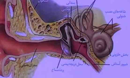 چرا بخش حلزونی و دهلیزی در گوش درونی قرار دارند؟؟ اخه انگار در گوش میانی هستن؟! چون گوش درونی در قسمت پایین هست در صورتی که این استخوان ها در اون بالا قرار دارند.. 