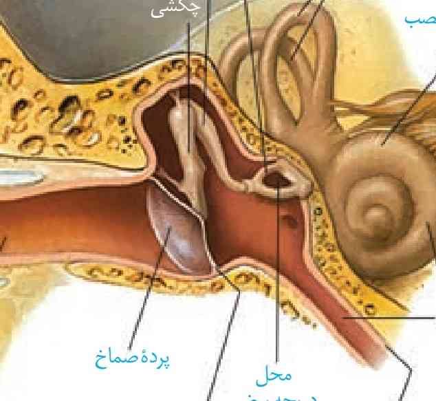 سلام بچه ها
کف استخوان رکابی دقیقا کجا میشه که رو دریچه قرار گرفته؟(لطفا تصویرش رو ارسال کنید) 