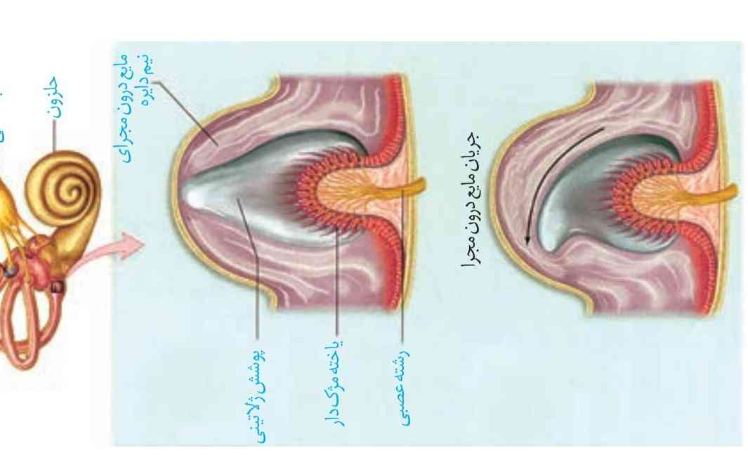 چرا خم شدن مژک دیده نمیشع در شکل دوم؟ 