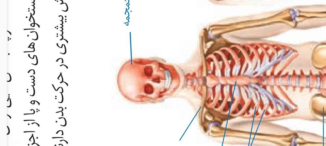 چرا استخوان چهره رو میگن همون جمجمه پوشش میده؟ اخه جمجمه ک فقط برای محافظت از مغز نبود؟! 
