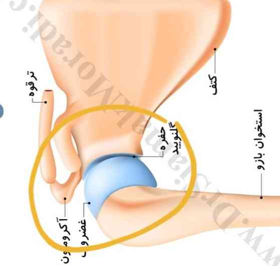 بچه ها، الان به این محل، مفصل گفته میشع (که مفصل شانه هست) درسته؟ 