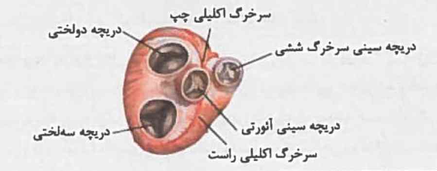 بچه ها امکانش هست انشعابات سمت چپ و سمت راست قلب رو روی خود شکل نشون بدید؟