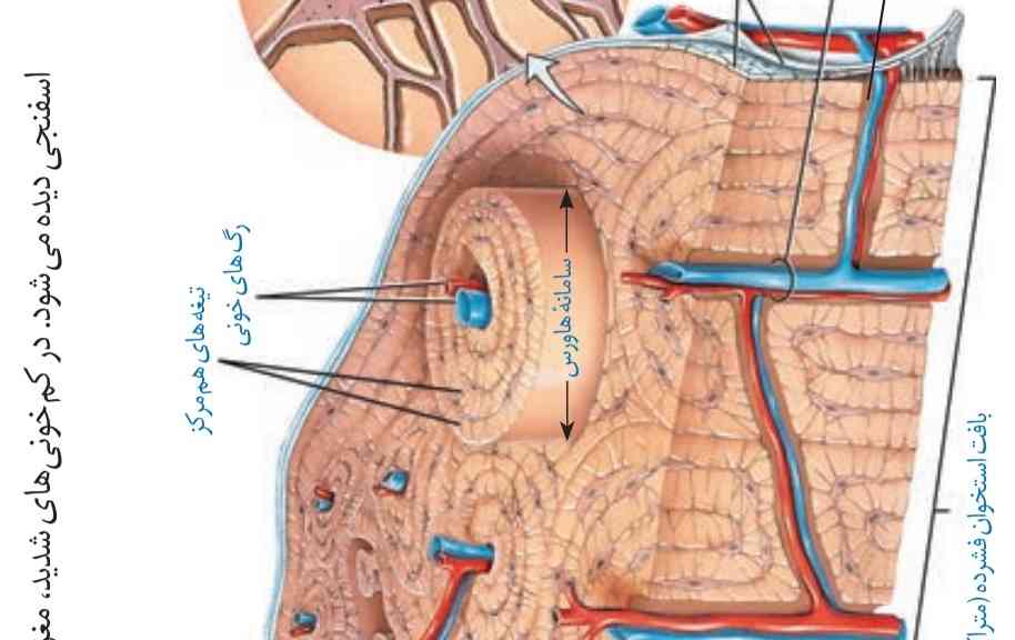 چرا به هر کدوم از این لایه های استوانه ای میگن تیغه؟؟ چرا تیغه گذاشتن اسمشو؟ 