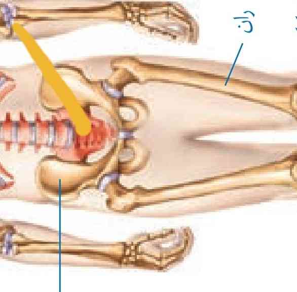 بچه ها این مهره محسوب میشه؟ و همچنین یک دنبالیچه ای هم ک دارع اون هم مهره هست؟(مهره 26)