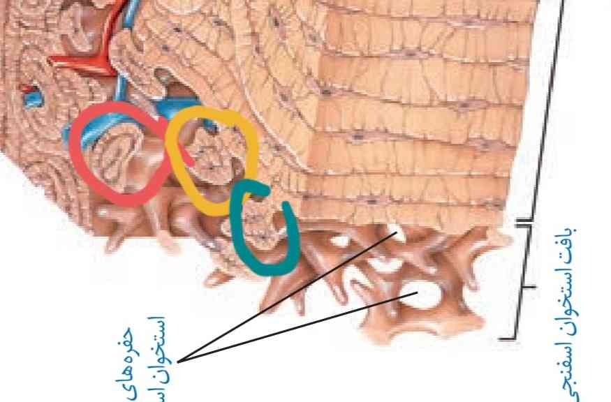 اینا میشن تیغه های اسفنجی؟ ولی بین اون میله ها ک در کتاب اشاره شده حفره هست نه این تیغه ها