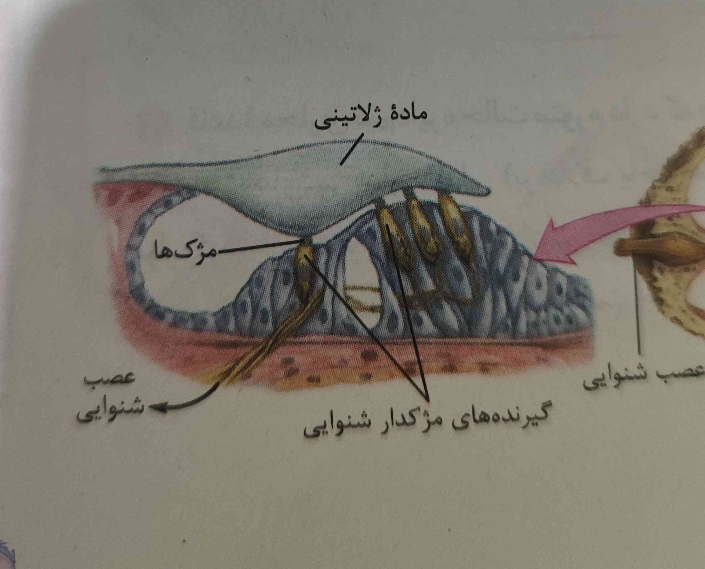 بچه ها کتاب گفته مایع درون حلزودن به ارتعاش در میاد حالا این مایع کجاست؟ یا شفافه