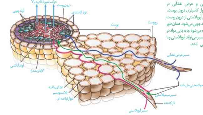 بچه ها، ابتدا انتقال مواد در سطح یاخته صورت میگیره و بعد در عرض ریشه؟ 
در واقع داره اون دونوع انتقال صورت میگیره دیگه درسته؟ 