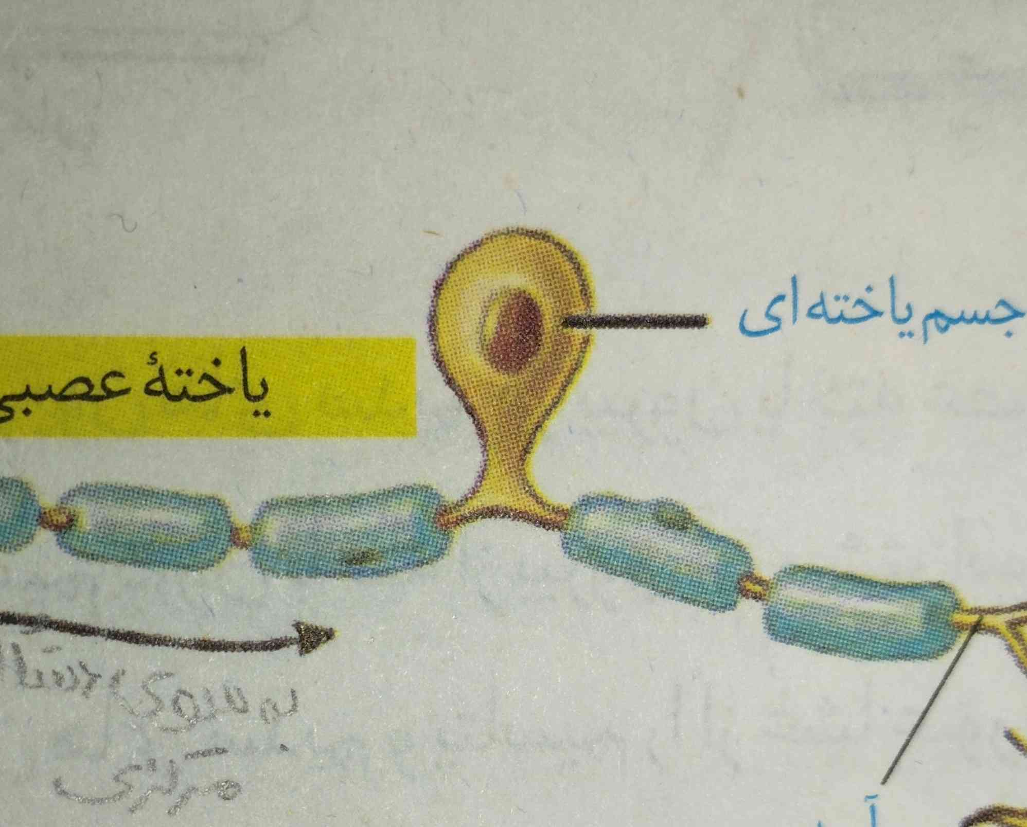 یه سوال: 
طبق کتاب به فاصله بین دو غلاف میلین در یک رشته گره رانویه مشاهده میشه ...
آیا محل انتقال پیام عصبی رو هم میشه گره رانویه در نظر گرفت؟