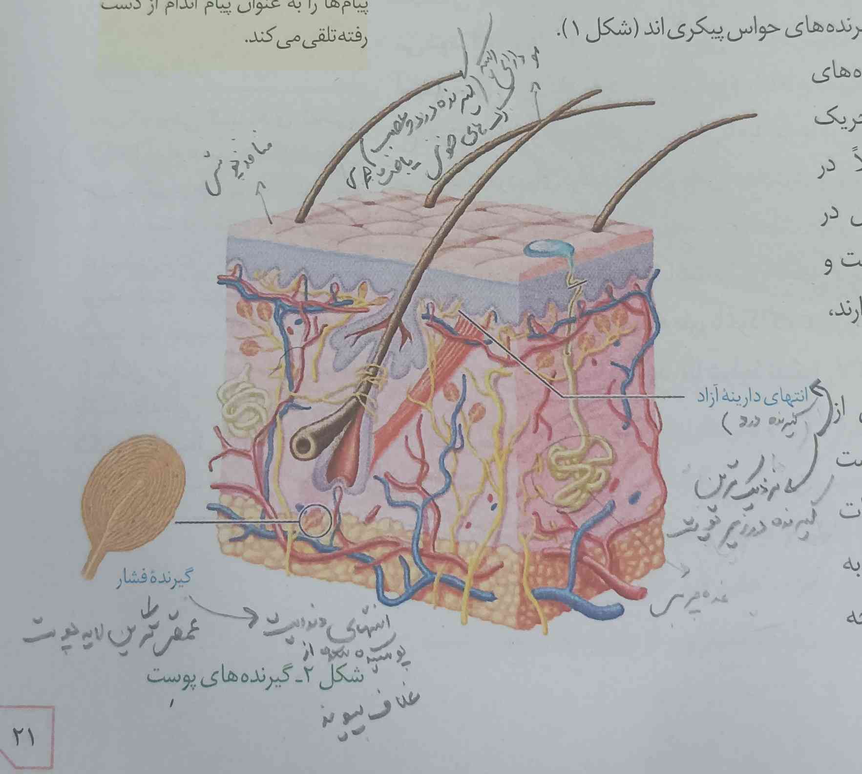 در مورد این شکل اگه نکته ی دیگه ای هست لطفا بفرستید برام😊