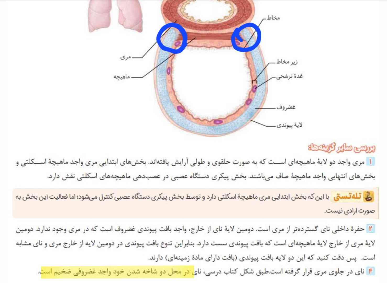 منظورش از دو شاخه شدن جاهایی که علامت زدم؟
و این غضروف سمت چپی بزرگتر (قطورتر) از سمت راستی هستش درسته؟