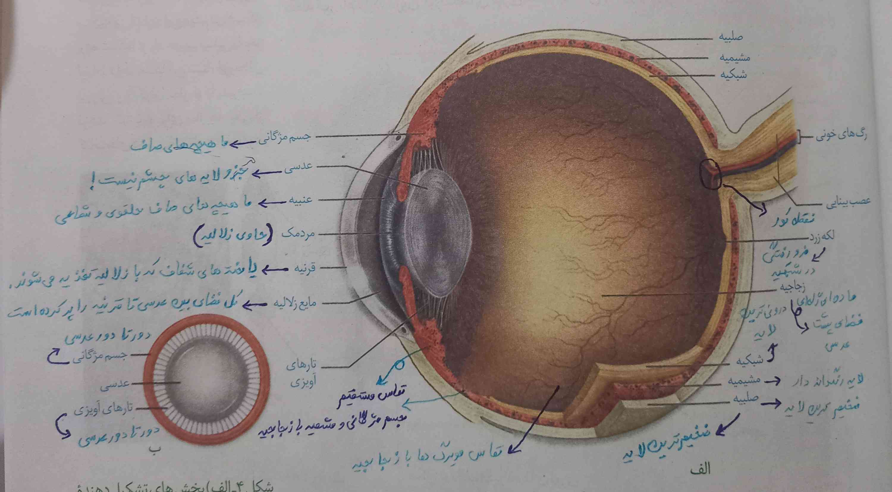 نکته ای؟ چیزی؟ نداره دیگه؟ 