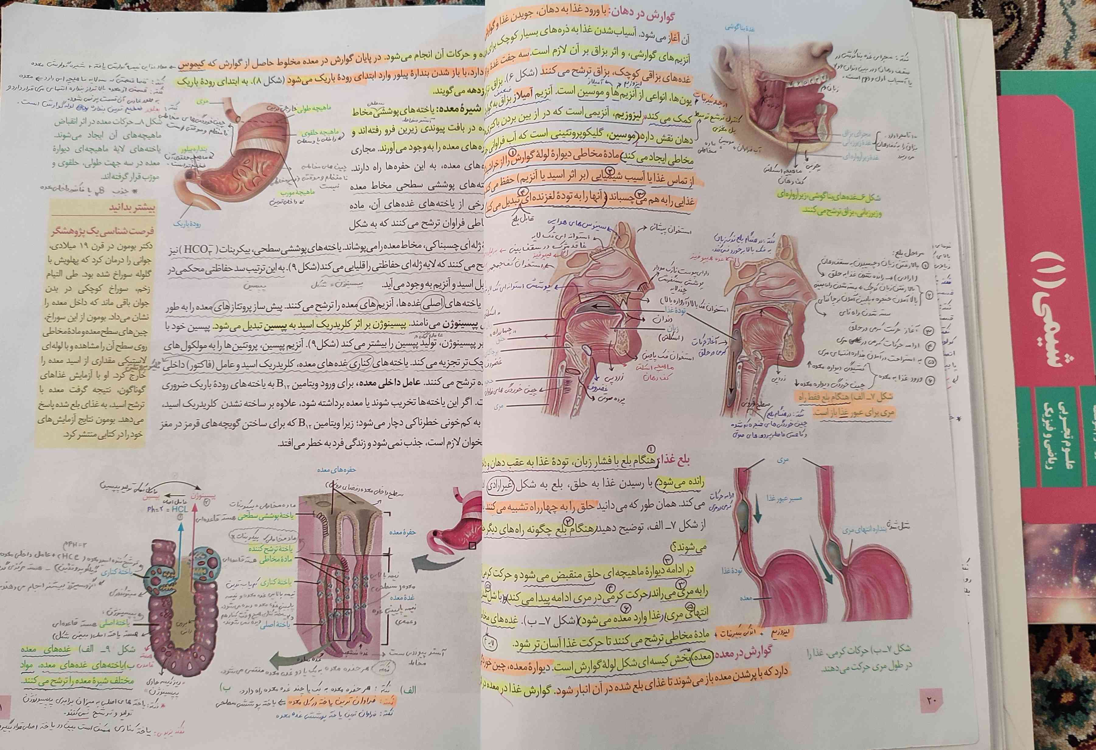 بچه ها نهم رو خب بخونید که دهم کم میارید 💔🗿
از زیبایی های زیست 💀🔥