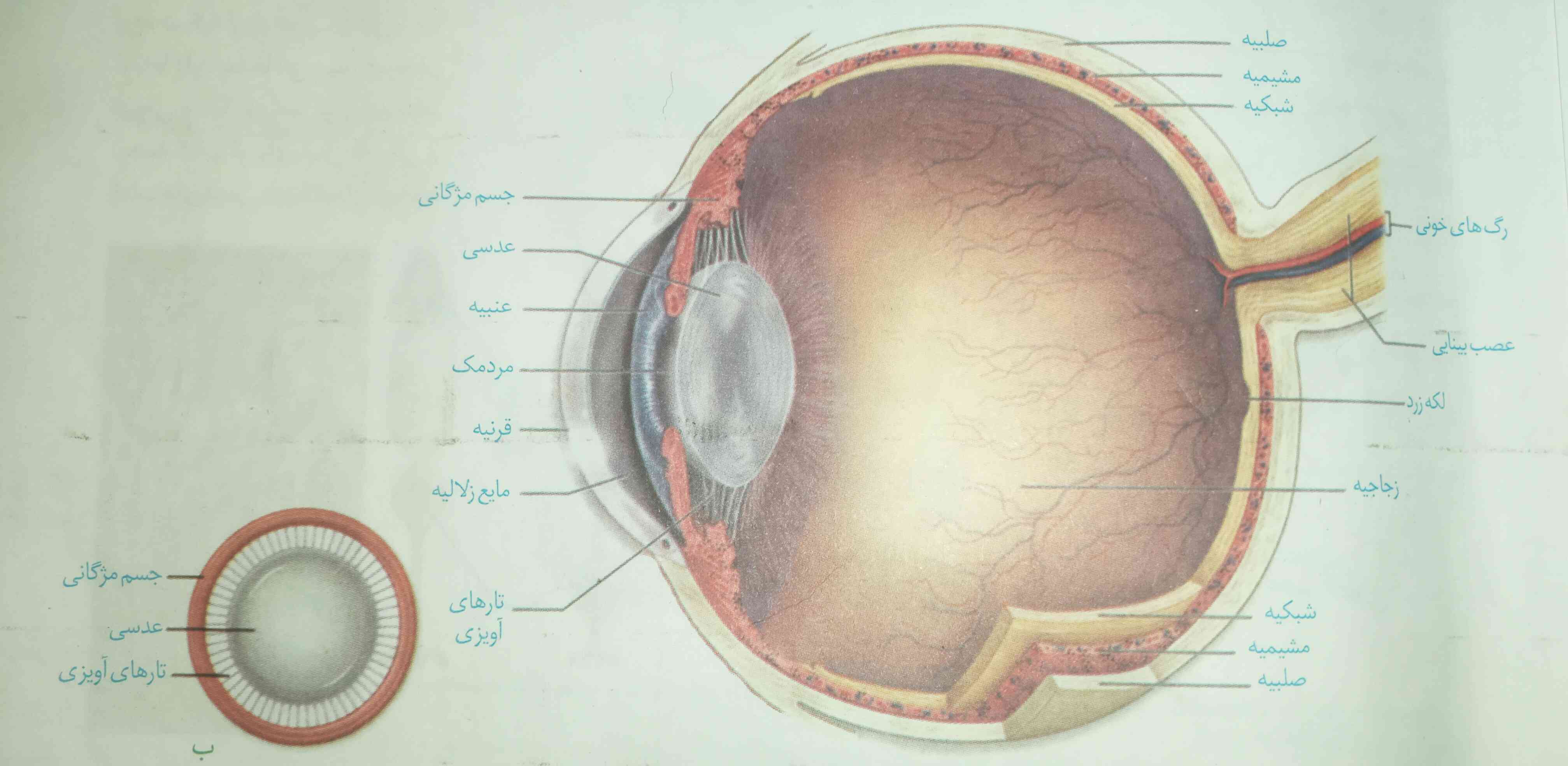 یک جزوه برای شکل فصل اول، گفتار ۲، صفحه ۲۳ که درباره اجزای چشم هست، نیاز داشتم.
ممنون