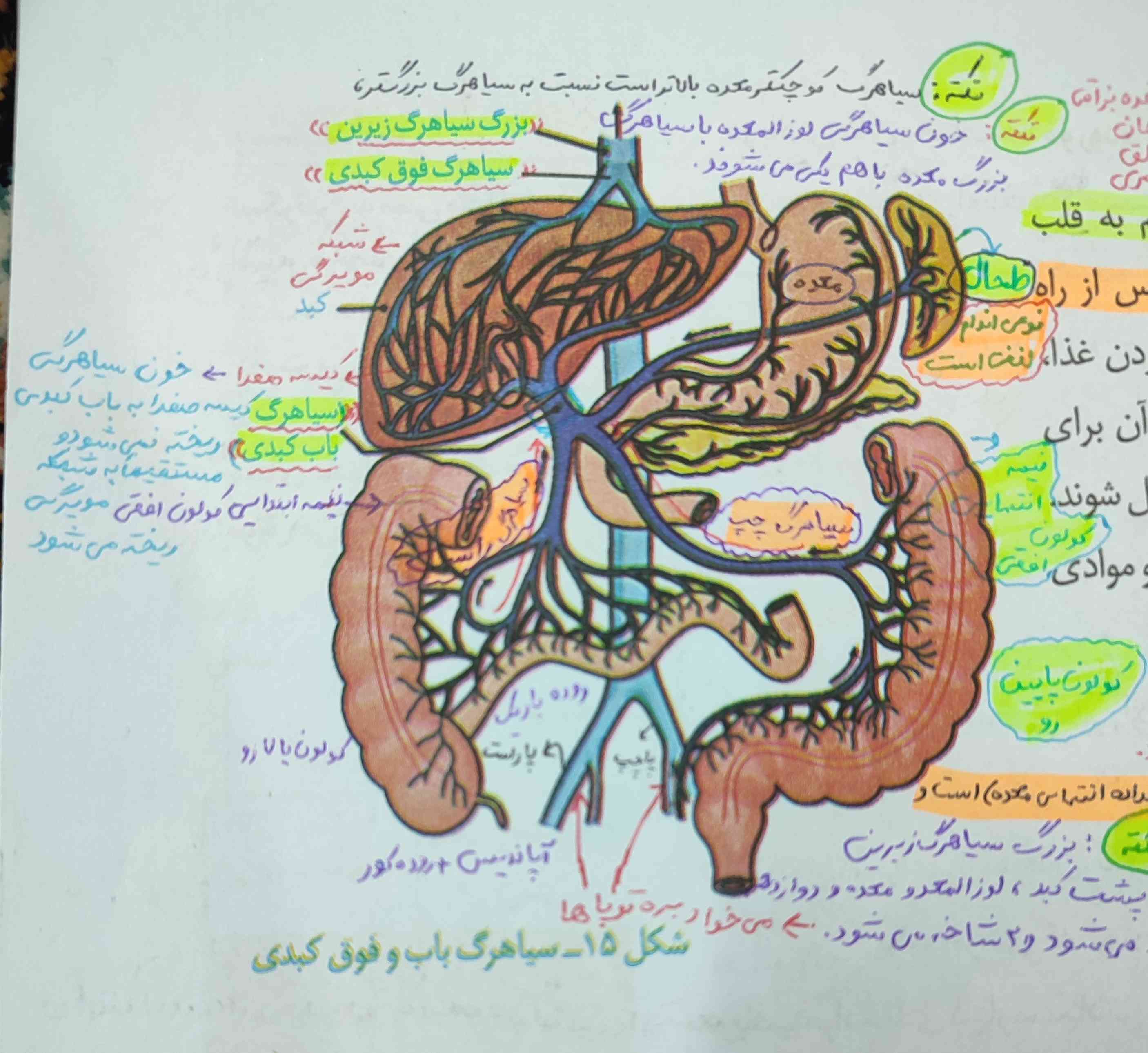 به سیاهرگ باب کبدی دو انشعاب سیاهرگی وارد می‌شود یا سه تا؟