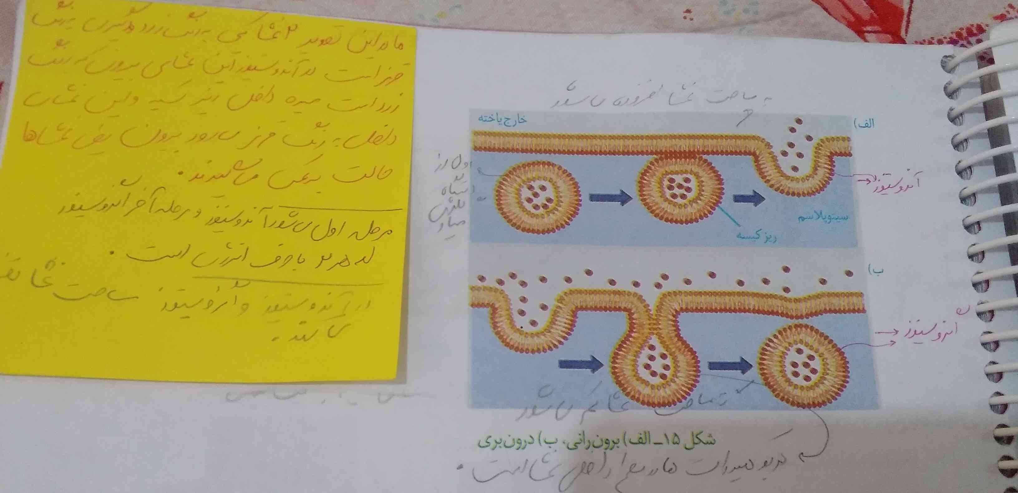 در آندوسیتوز به مساحت غشا افزوده میشه 
باتوجه به شکل کتاب