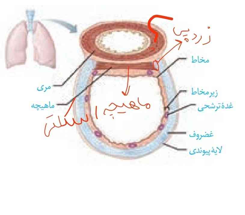 خوب مشخص نیست اما داخل کتابتون نگاه کنید اون یه تیکه سفید رنگه آیا زردپیه در مورد این معلمتون همچین چیزی صحبت کرده یا نه اگه اون زردپی باشه اون ماهیچه بینش میشه اسکلتی اما اگه زردپی نباشه اون ماهیچه بینش میشه ماهیچه صاف 
حالا به نظر شما ماهیچه اسکلتی یا صاف