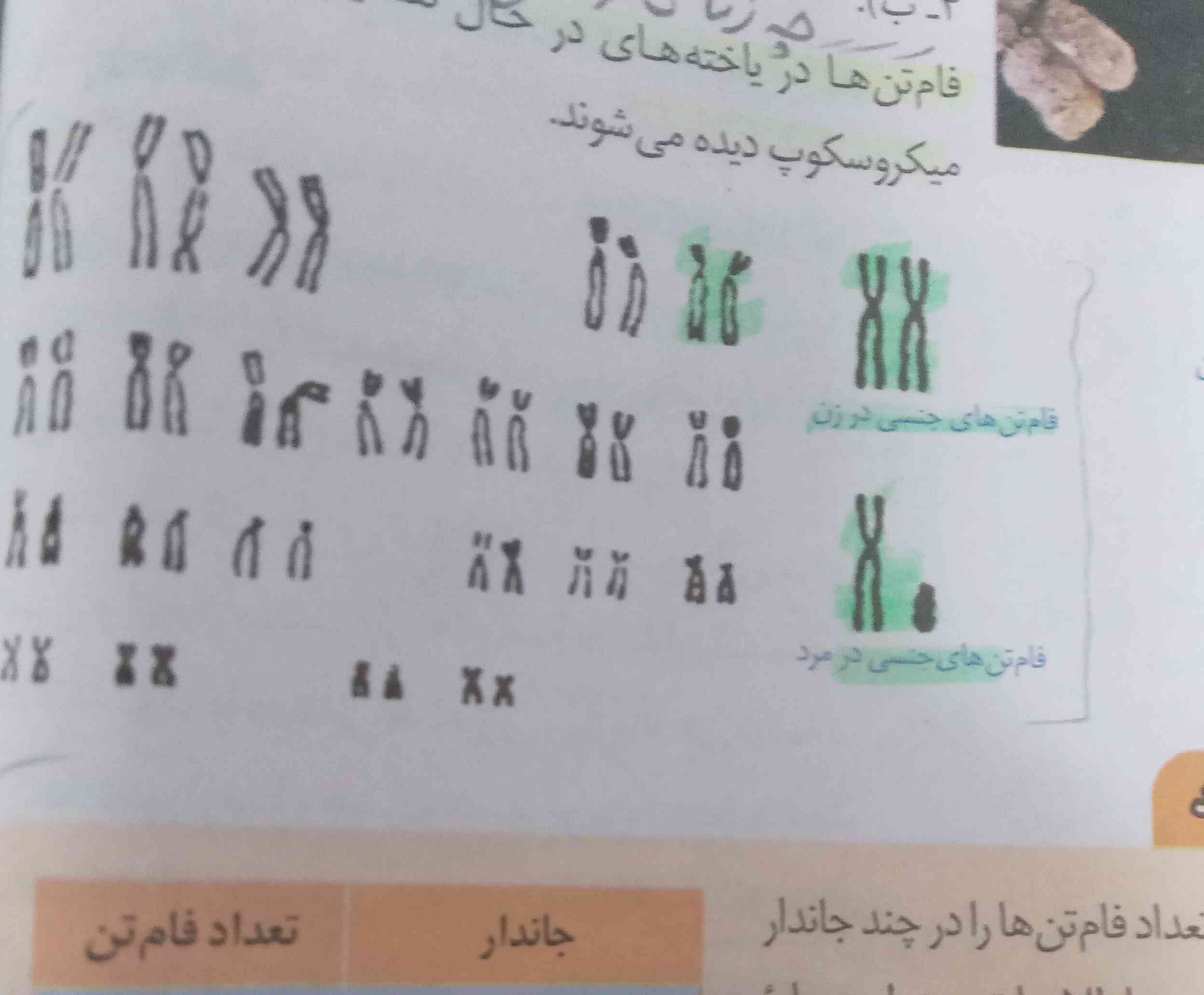 لطفااااا توضیح دهید تاج و فالو میدم 