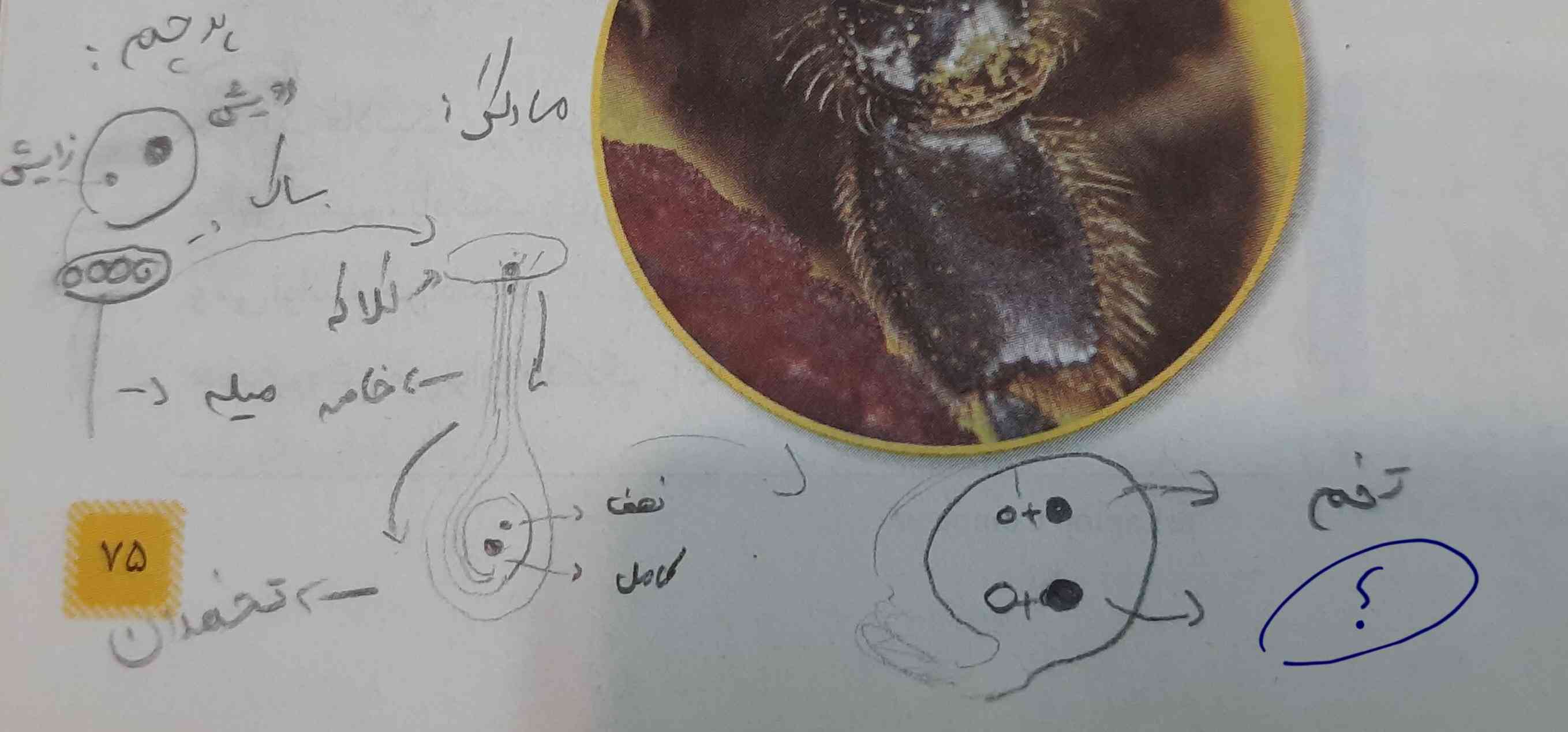 اگه میدونید این چیه بگید (ترکیب سلول نر و ماده در گل بدون تقسیم میوز) 