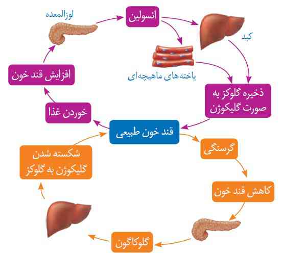 لطفاً پاسخ بدید امتحان دارم