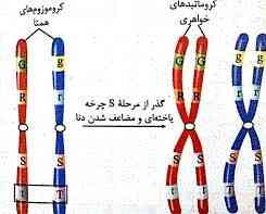 سلام دوستان در مورد این عکس سوهل داشتم 
ما میگیم چون کروماتید خواهری هست ه رو G هست ولی چجوری در مورد مثال کروماتید رنگ چشم آبی و قهو ای رو کروماتید خواهری متفاوت هست؟
