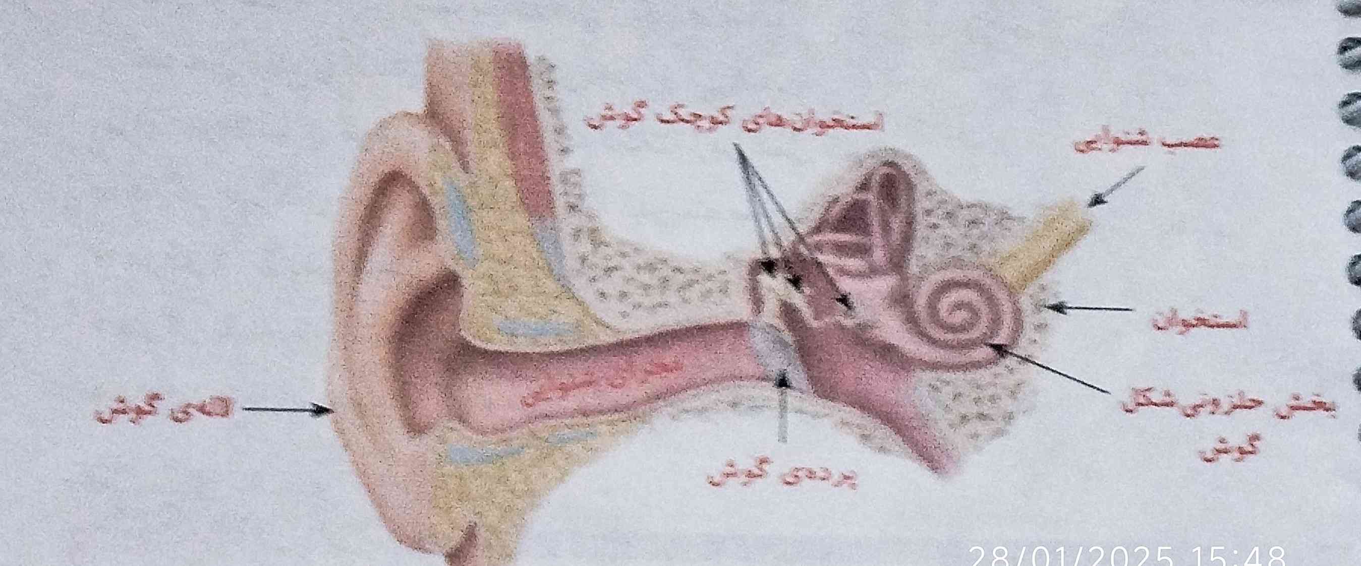 انسان‌ها چگونه صداها را متوجه می‌شوند؟ 

جواب=معرکه+امتیاز