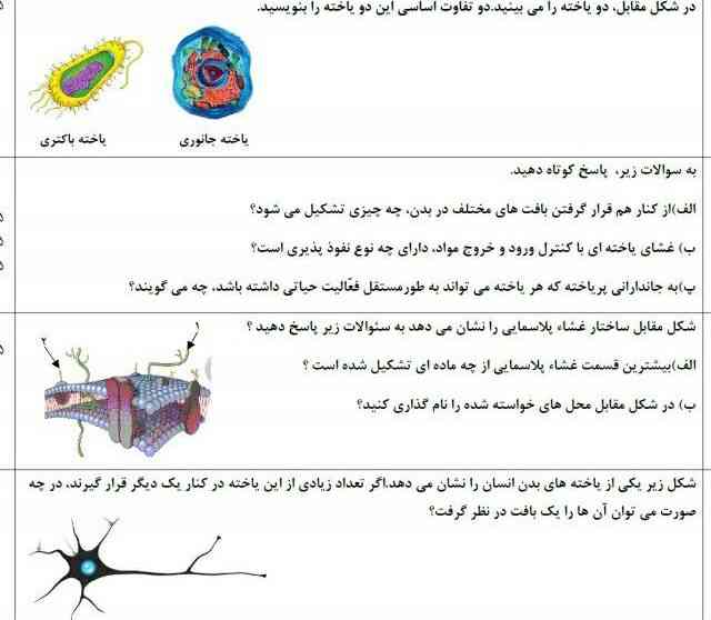 در شکل مقابل دو یاخته را می‌بینید دو تفاوت اساسی این دو یاخته را بنویسید؟