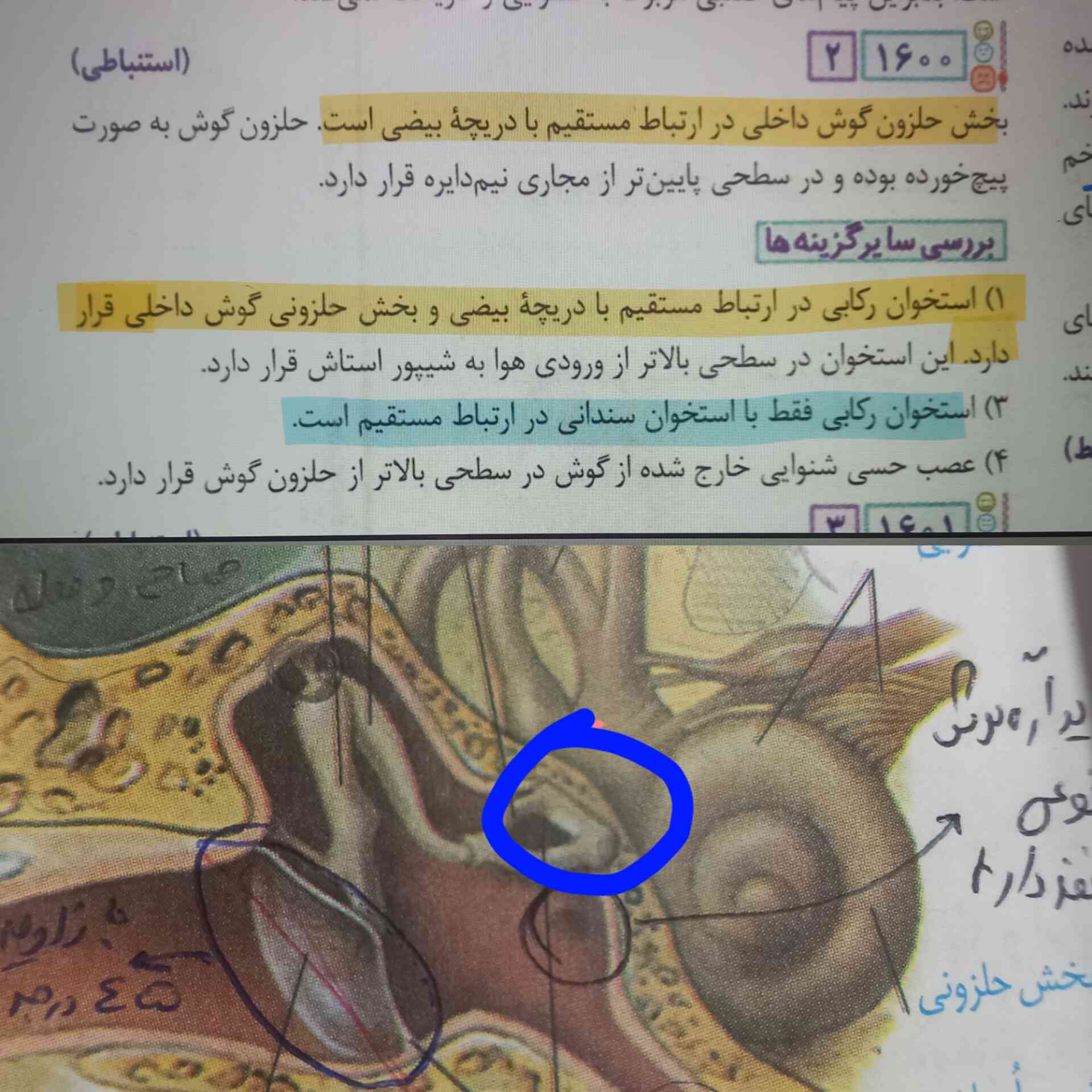 در این تست نوشته ارتباط مستقیم بخش ابی رنگ مگه بینشون استخون نیست؟ چرا گفته ارتباط مستقیم