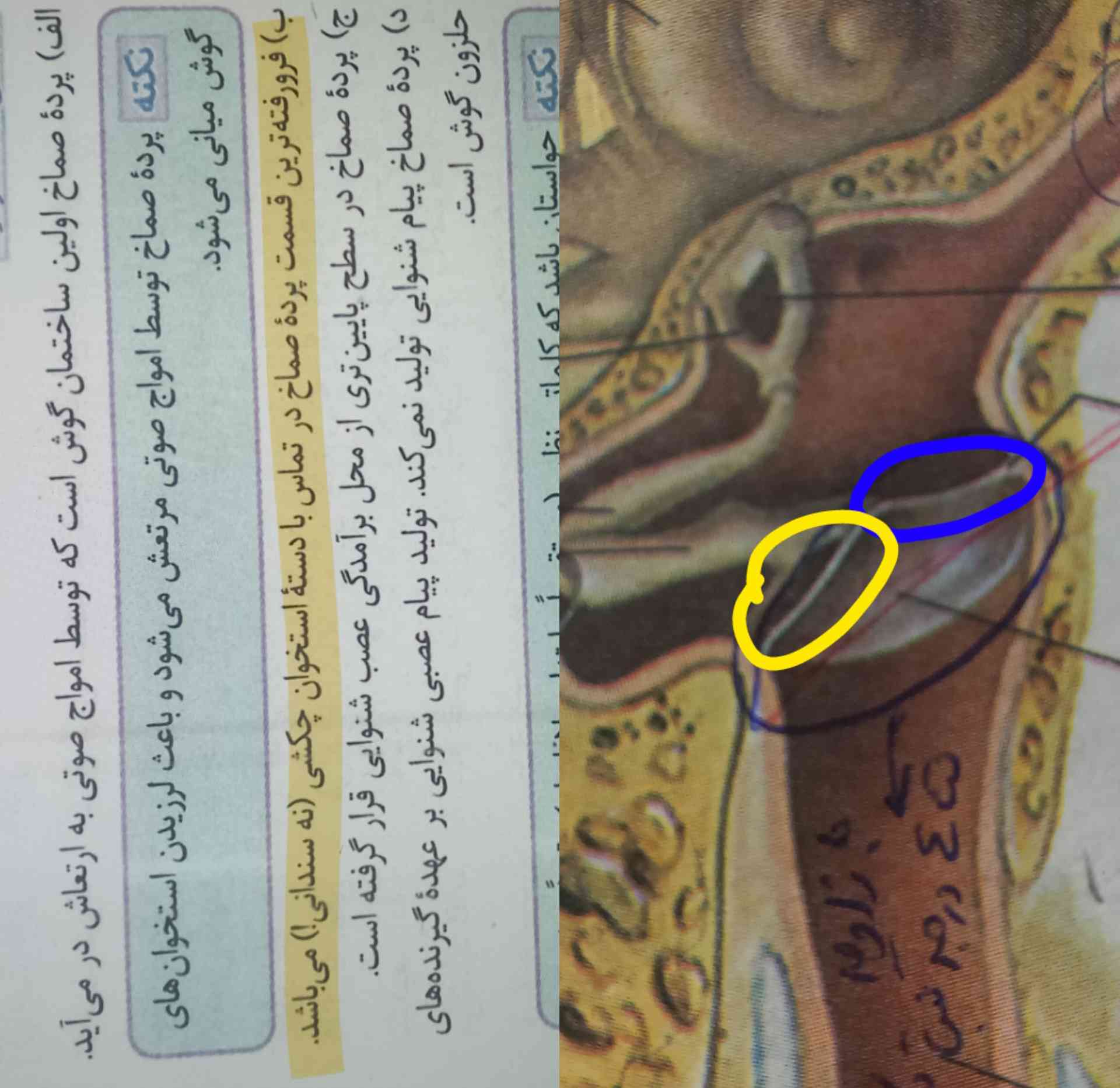 در این تست میگه فرورفته ترین خب مگه بخش ابی نیست ؟ چرا زرد رو در نظر گرفته یا قسمت ابی منظورشه؟