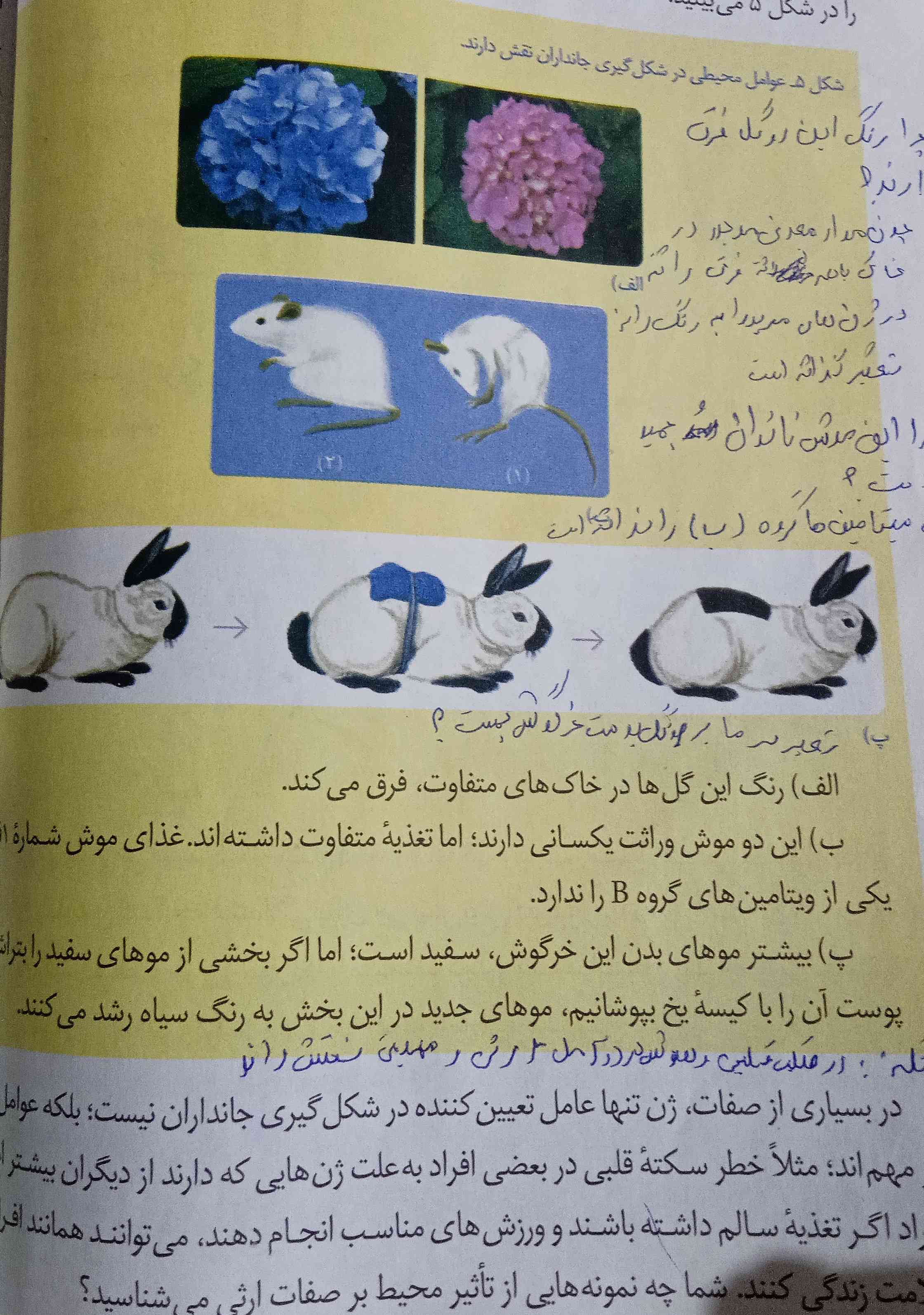 سلام کسی  جواب های این ها رو داره دوستم برام نوشت اصلا نمیفهم چی نوشت  صد رحمت به دست خط خرچنگ و قورباغه 