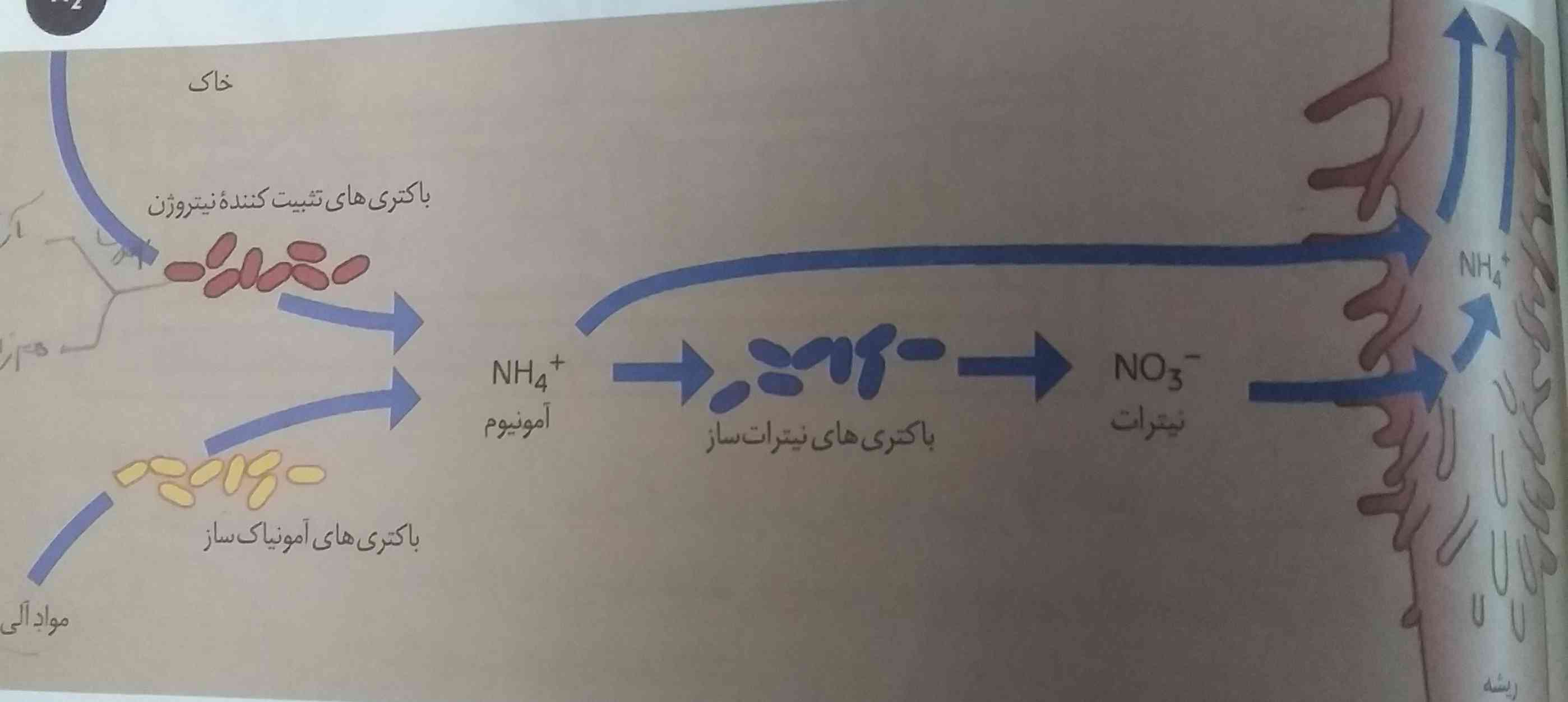 گفتار۷ شکل ۱ صفحه ۹۹ چرا باکتری های نیترات ساز آمونیوم را به نیترات تبدیل میکنن در حالی که درآخر آمونیوم جذب گیاه میشود؟
