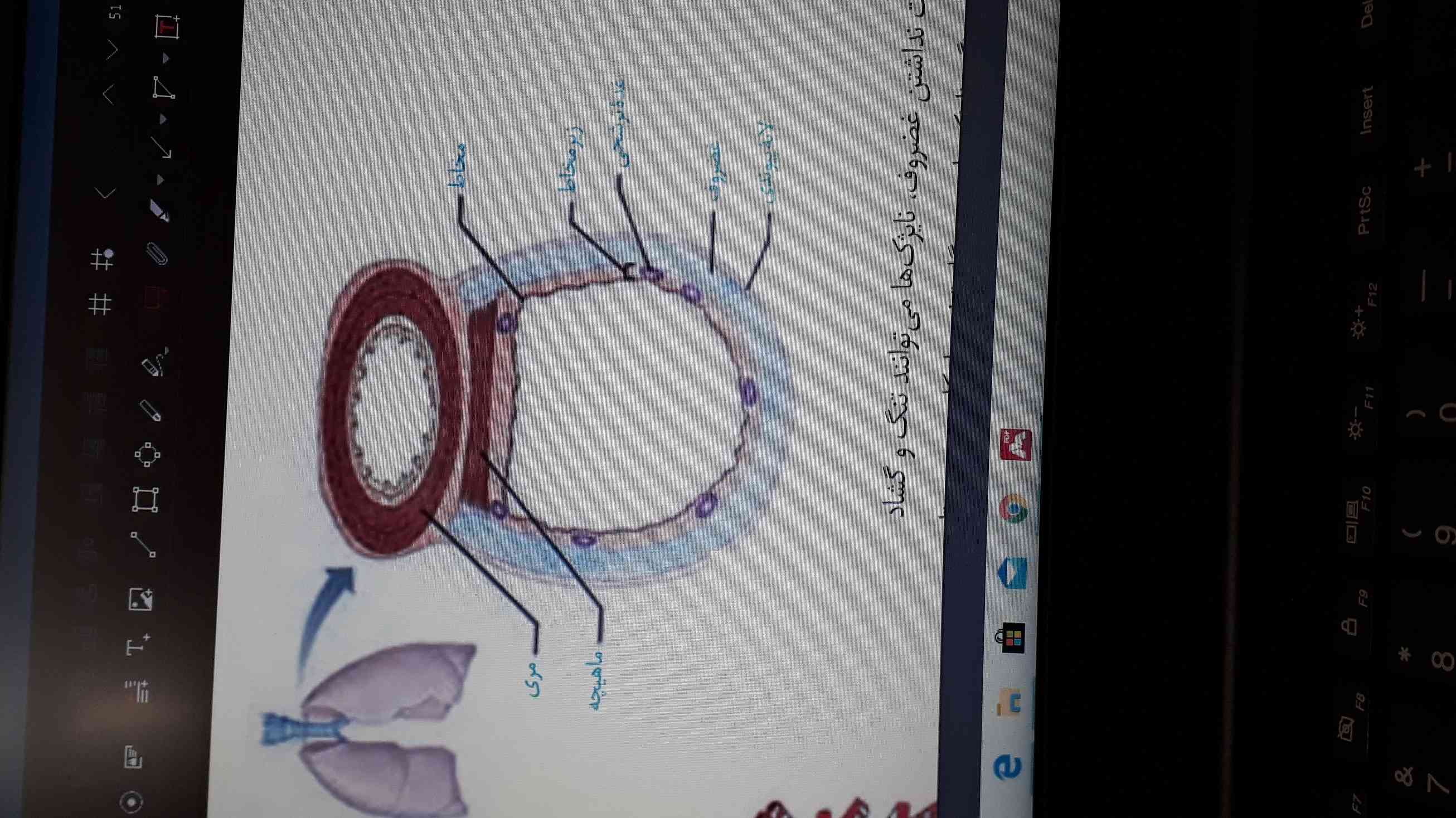 آیا غدد ترشحی مربوط به ساختار دیواره نای متعلق به مخاطه  یا ریز مخاط؟