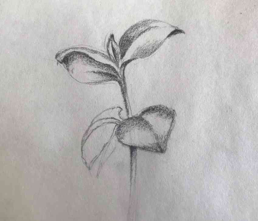 بچها 5 تا طراحی از گل و برگ ب همراه سایه (مثل نمونه زیر) برای درس فرهنگ و هنر میخام
لطفن هرکی داره ممنون میشم برام بفرسته🤞🏼💛