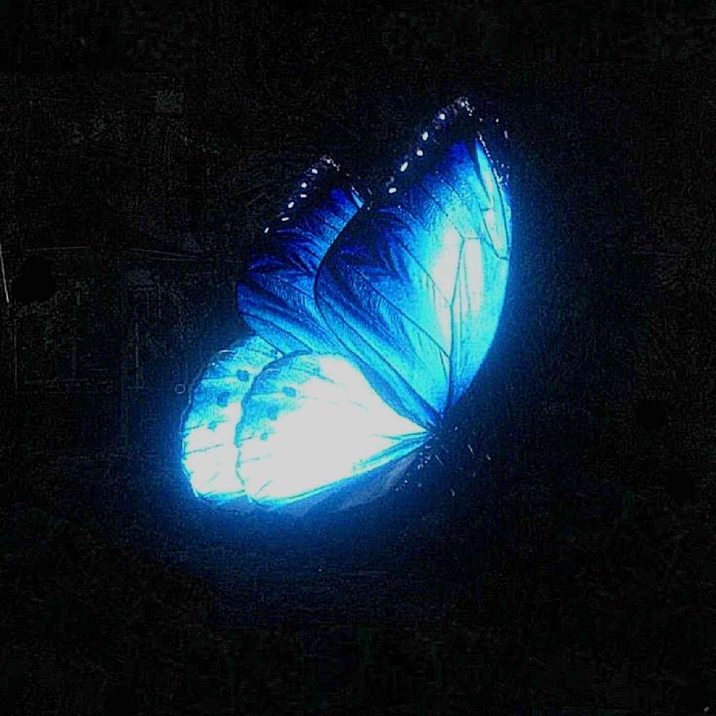 🦋