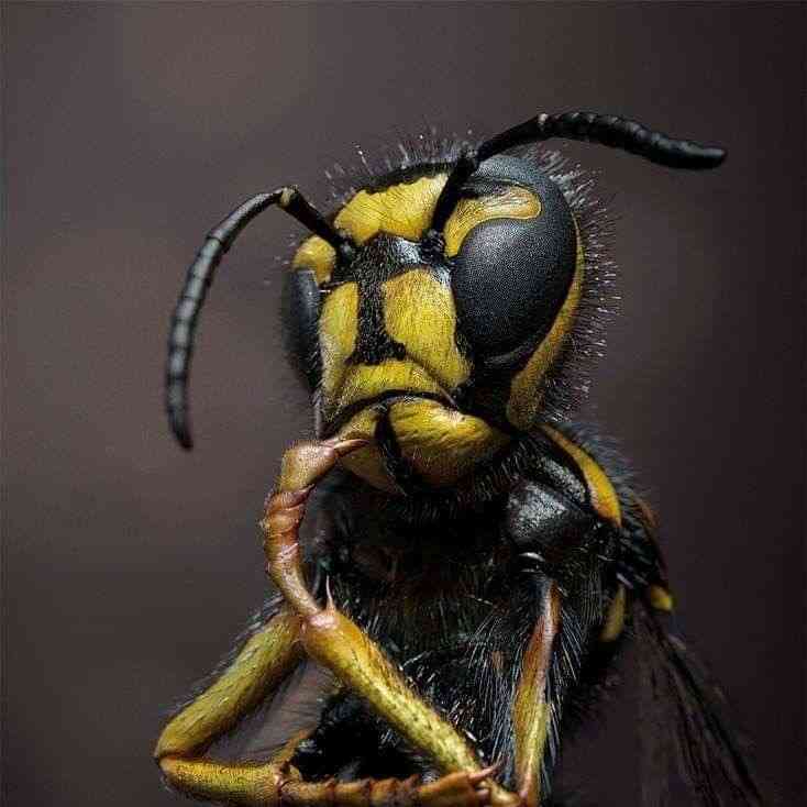 Wasp y?