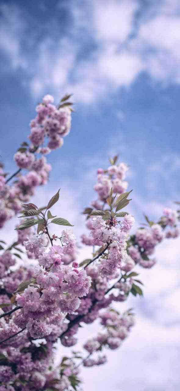 دیبا جمشیدی حسین آبادی 