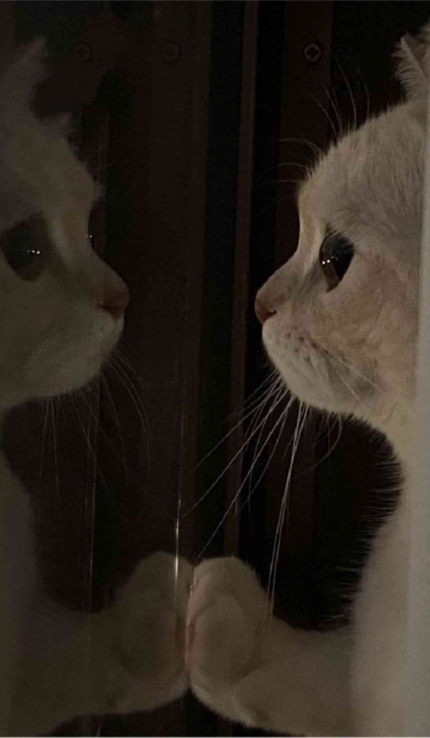 آیلین